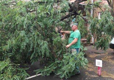 В Одессе из-за непогоды упало 8 деревьев | Новости Одессы - odessa-life.od.ua - Украина - Одесса