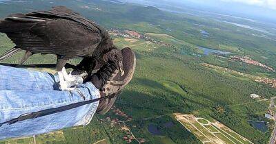 В Бразилии стервятник уцепился за парапланериста во время полета (видео) - focus.ua - Украина - Бразилия - Нью-Йорк - Аргентина - Чили - Мальвинские Острова