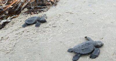 Надежда есть. Исчезающие крохотные черепахи впервые за 75 лет гнездятся на островах Луизианы - focus.ua - Украина - штат Луизиана