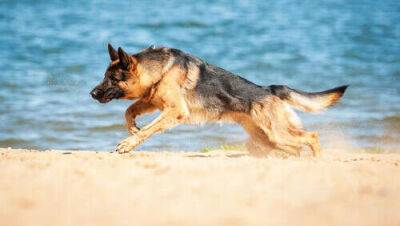 Пес напал на отдыхающего на пляже Пальмахим, его хозяин сбежал - vesty.co.il - Израиль