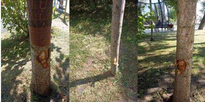 Мстил природе? В Житомире вандал за ночь повредил топором более 100 деревьев - nv.ua - Украина - Испания - Житомир