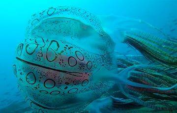 У берегов Папуа — Новой Гвинеи нашли новый вид гигантских медуз - charter97.org - Австралия - Белоруссия - Папуа Новая Гвинея