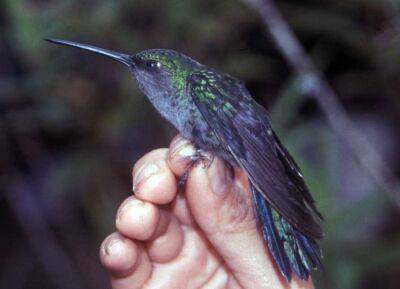 Зниклий десять років тому рідкісний птах виявлений у Колумбії - lenta.ua - США - Украина - шт. Невада