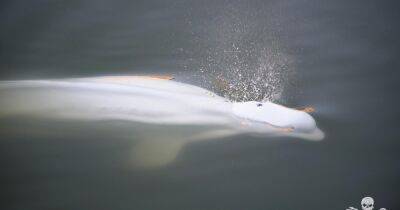 Арктический кит проплыл десятки миль к Парижу: его перевезут в бассейн в соленой водой (видео) - focus.ua - Украина - Франция - Париж - Экология