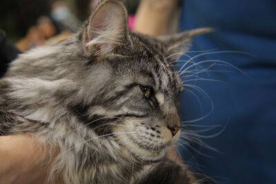 В субботу в Петах Тикве крупнейшая Международная выставка кошек - news.israelinfo.co.il - Израиль