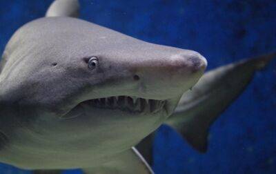 Блогер случайно снял на видео вблизи белую акулу - korrespondent - Украина - шт. Калифорния - Видео